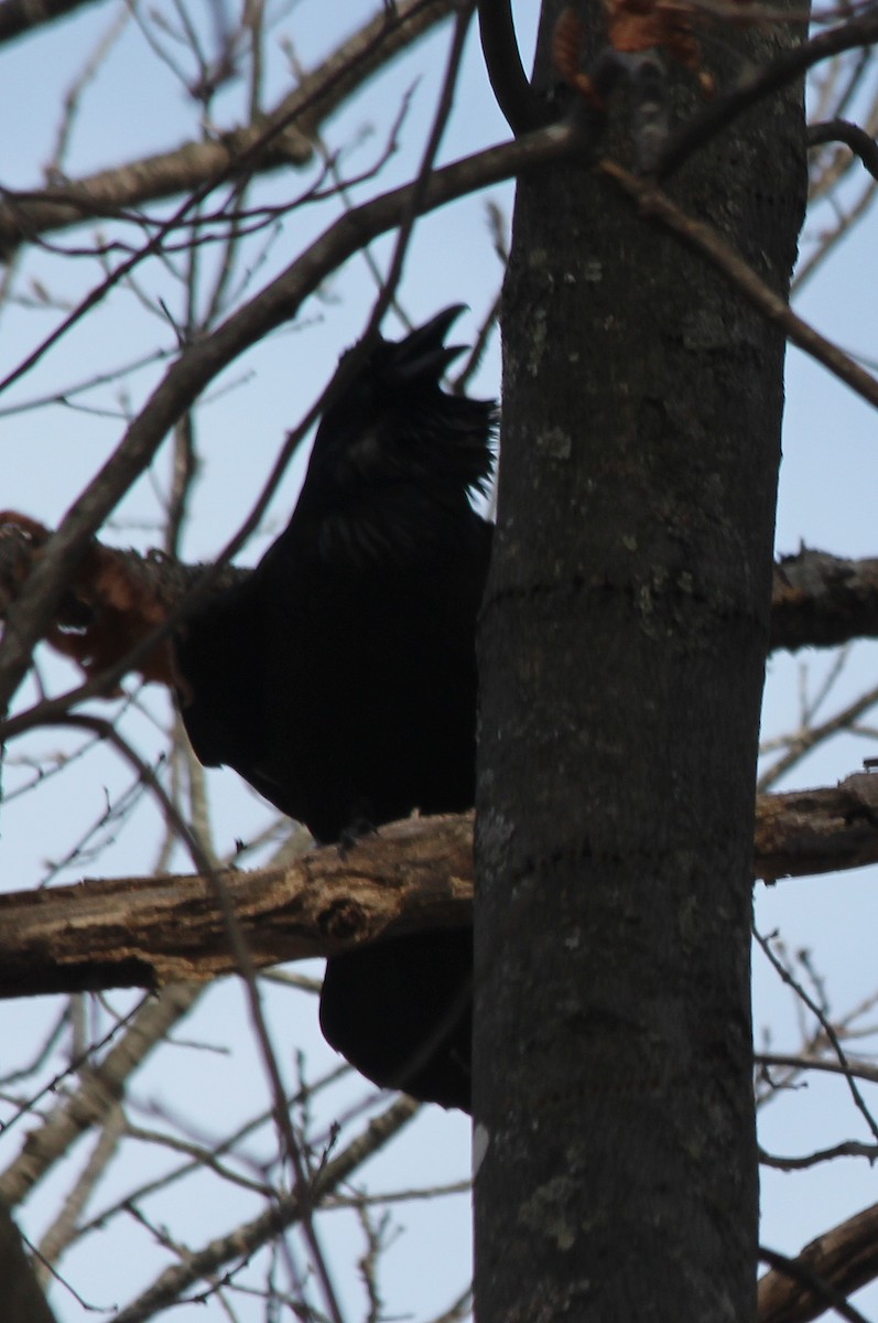 Common Raven - ML405195311