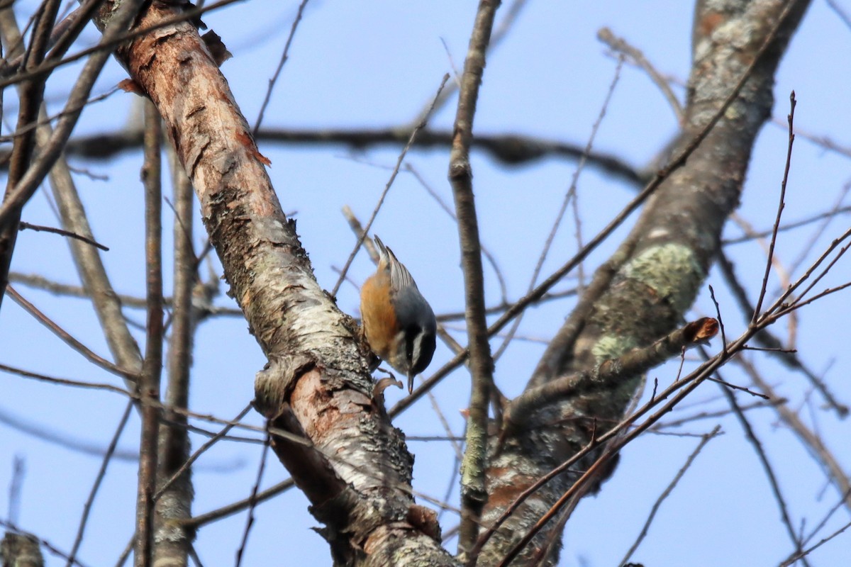 Red-breasted Nuthatch - ML405197271