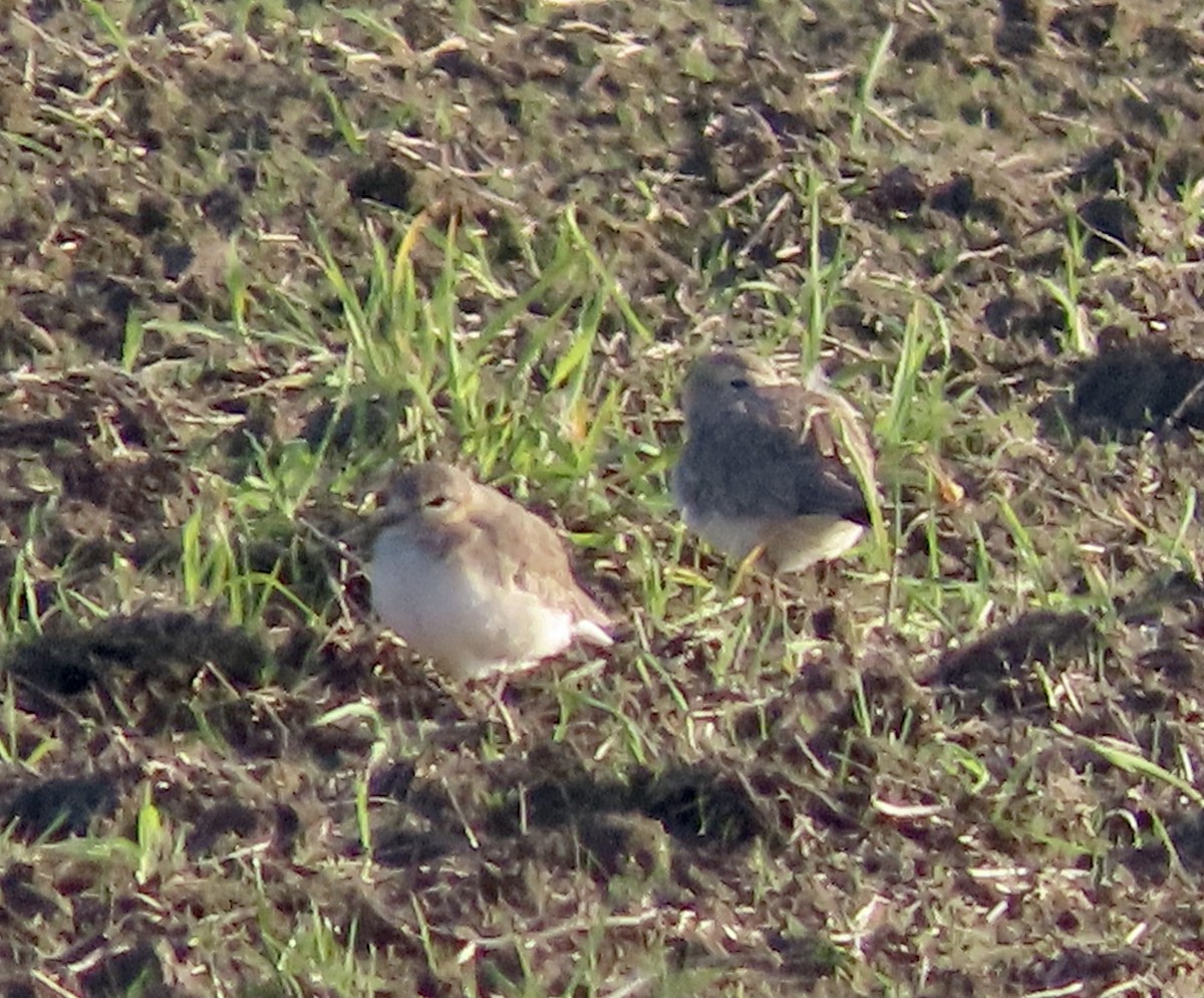 Mountain Plover - ML405197451