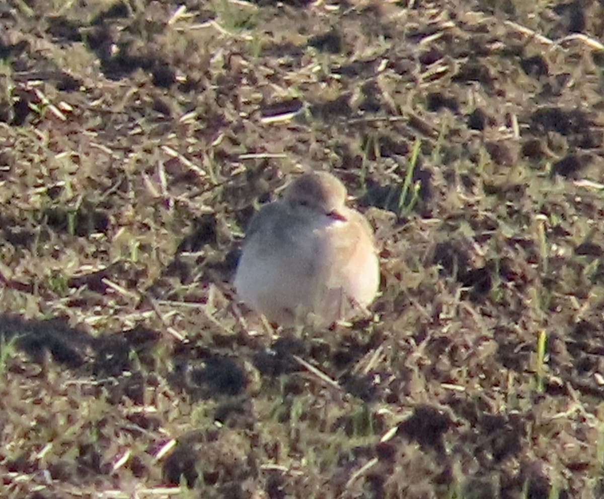 Mountain Plover - ML405197461