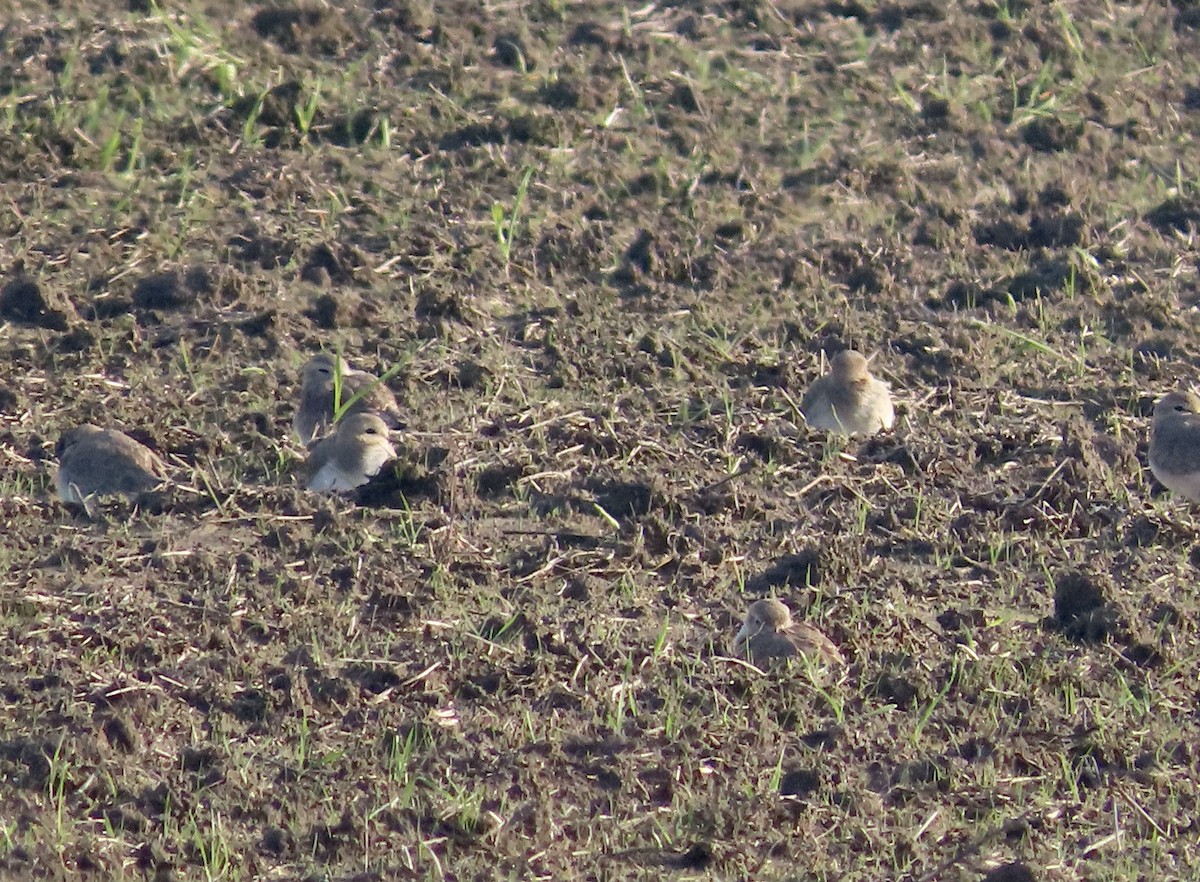 Mountain Plover - ML405197491