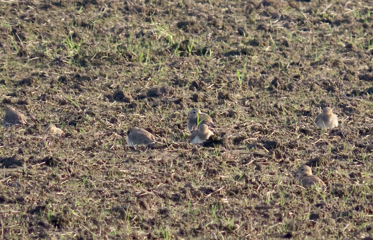 Mountain Plover - ML405197511