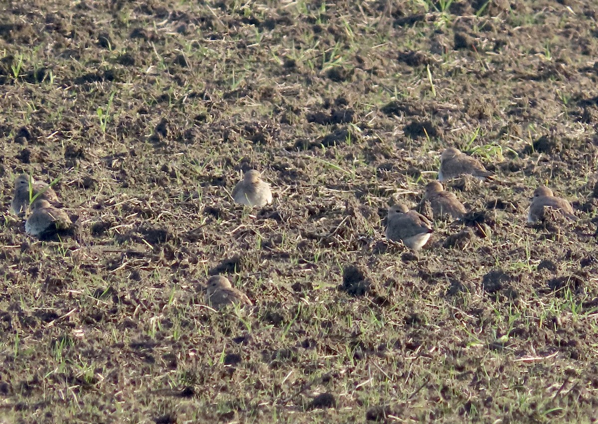 Mountain Plover - ML405197531