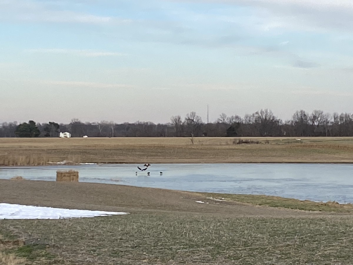 Bald Eagle - ML405197821