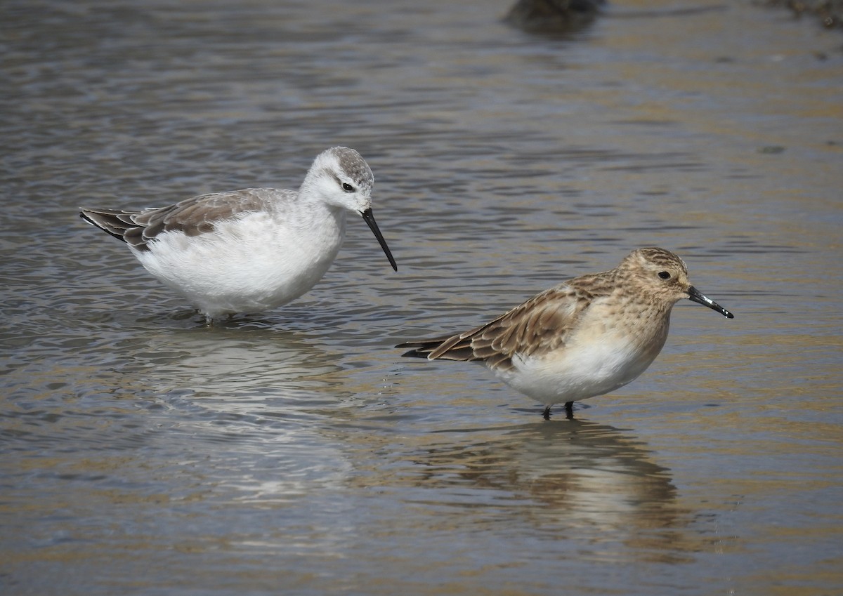 Phalarope de Wilson - ML405199491