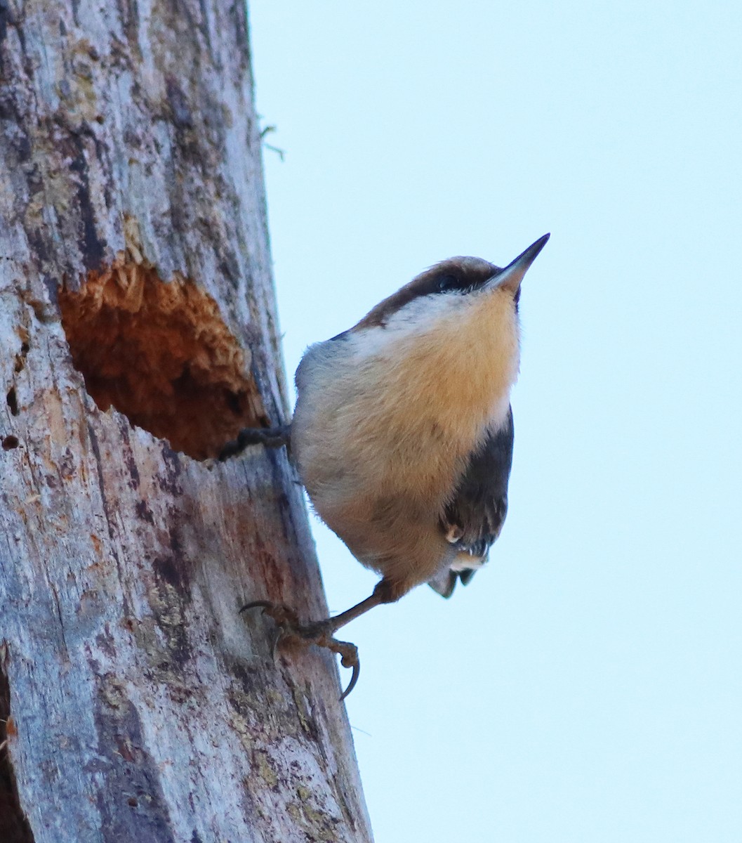Brown-headed Nuthatch - ML405199571