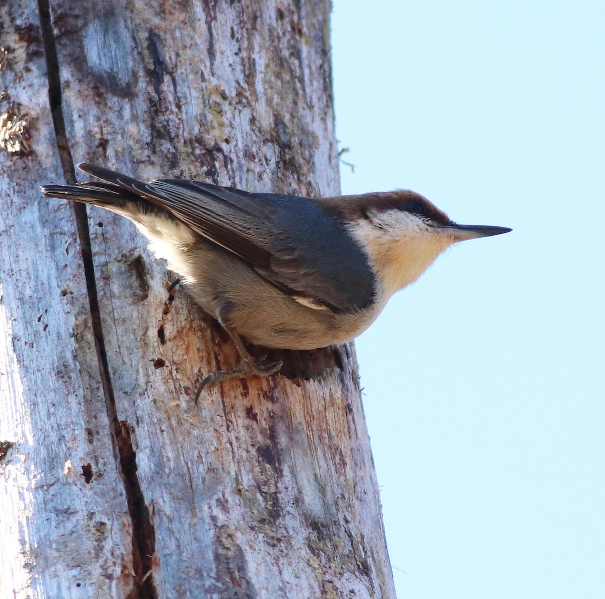 Brown-headed Nuthatch - ML405199581