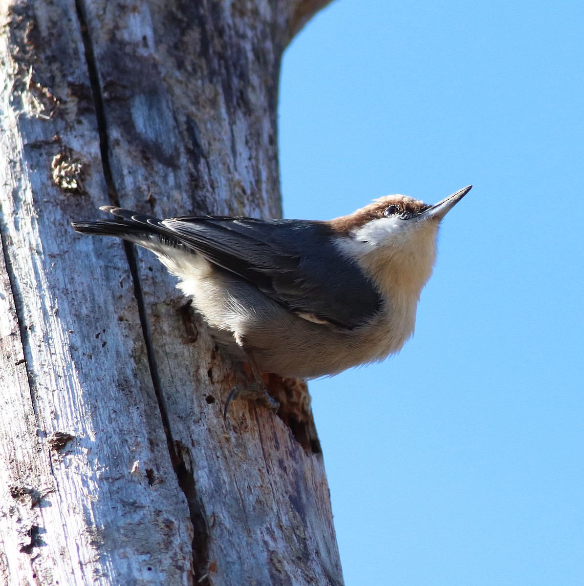 Brown-headed Nuthatch - ML405199601