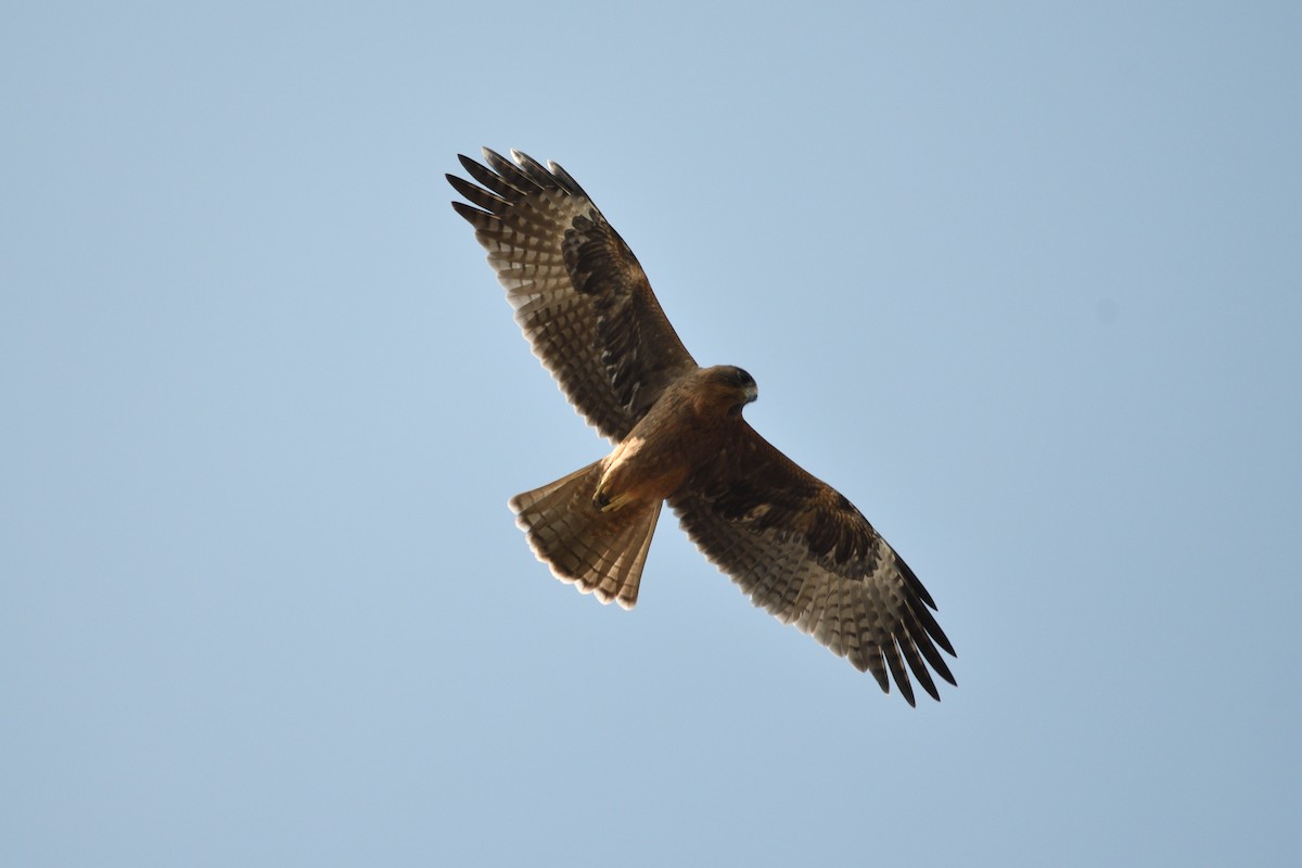 Águila Chica - ML405200941