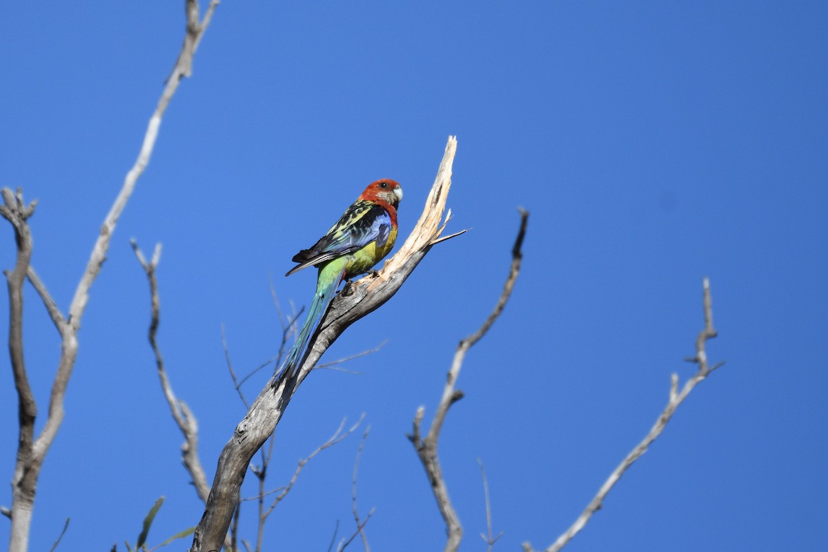 Eastern Rosella - ML405201791