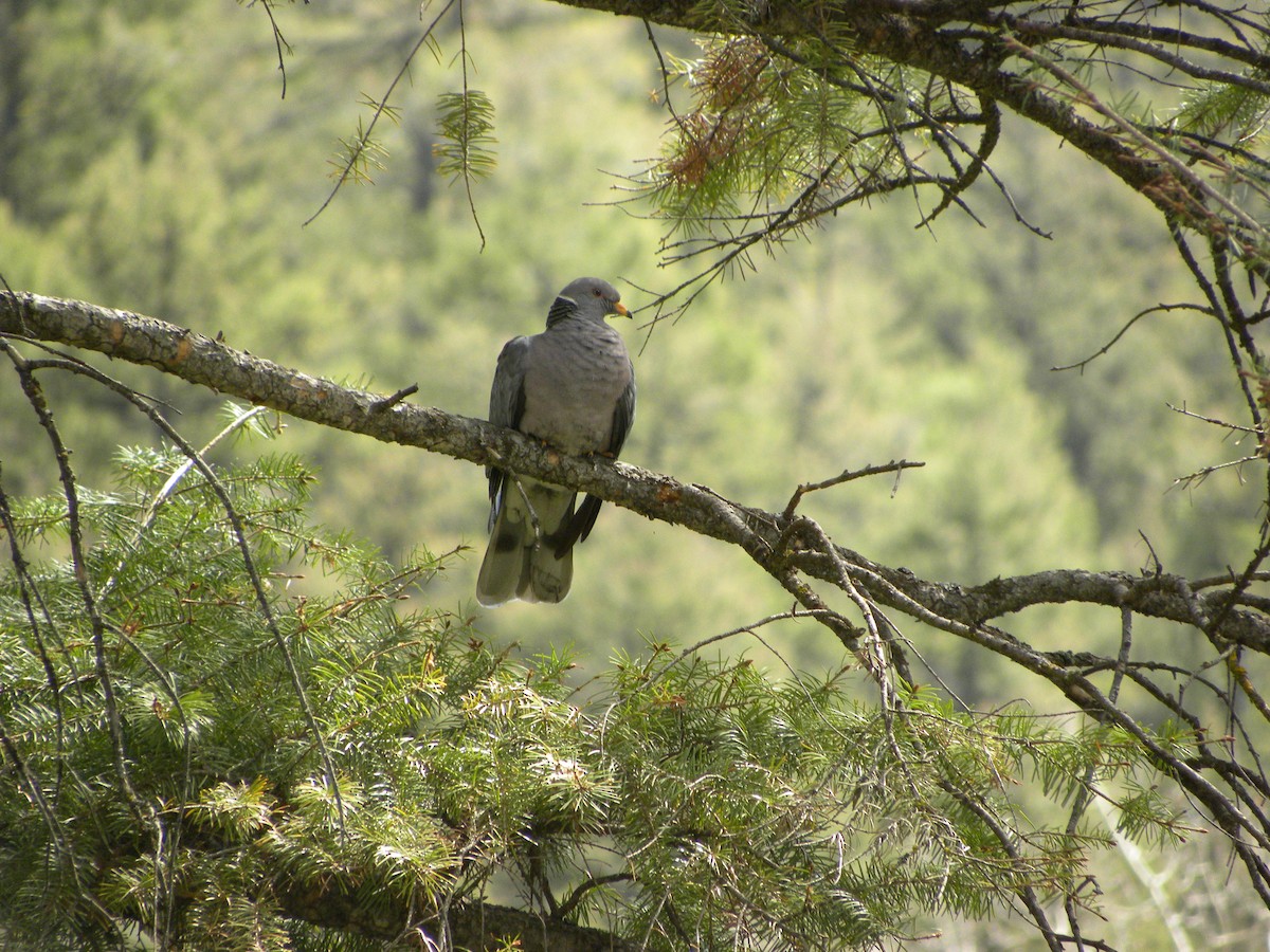 Band-tailed Pigeon - ML40520281