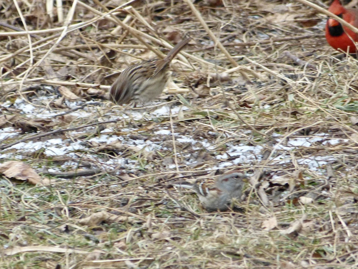 American Tree Sparrow - ML405203271