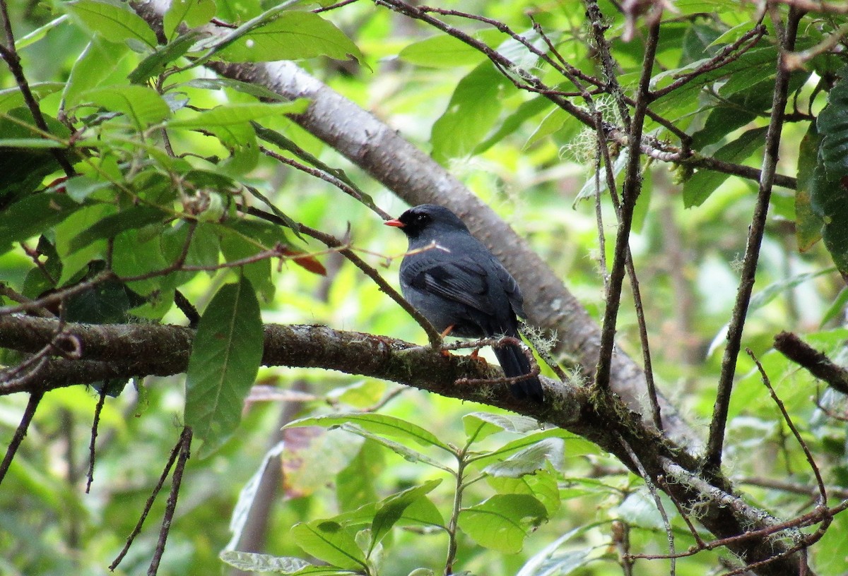 Black-faced Solitaire - Matt Johnson