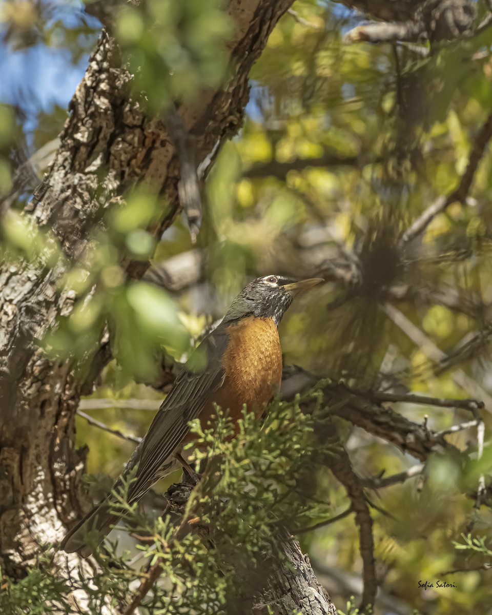 American Robin - ML405206181