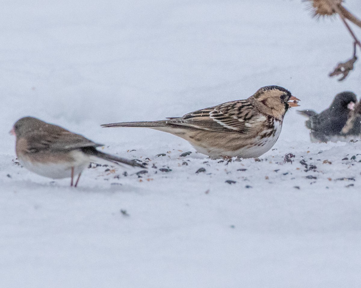Harris's Sparrow - ML405206541