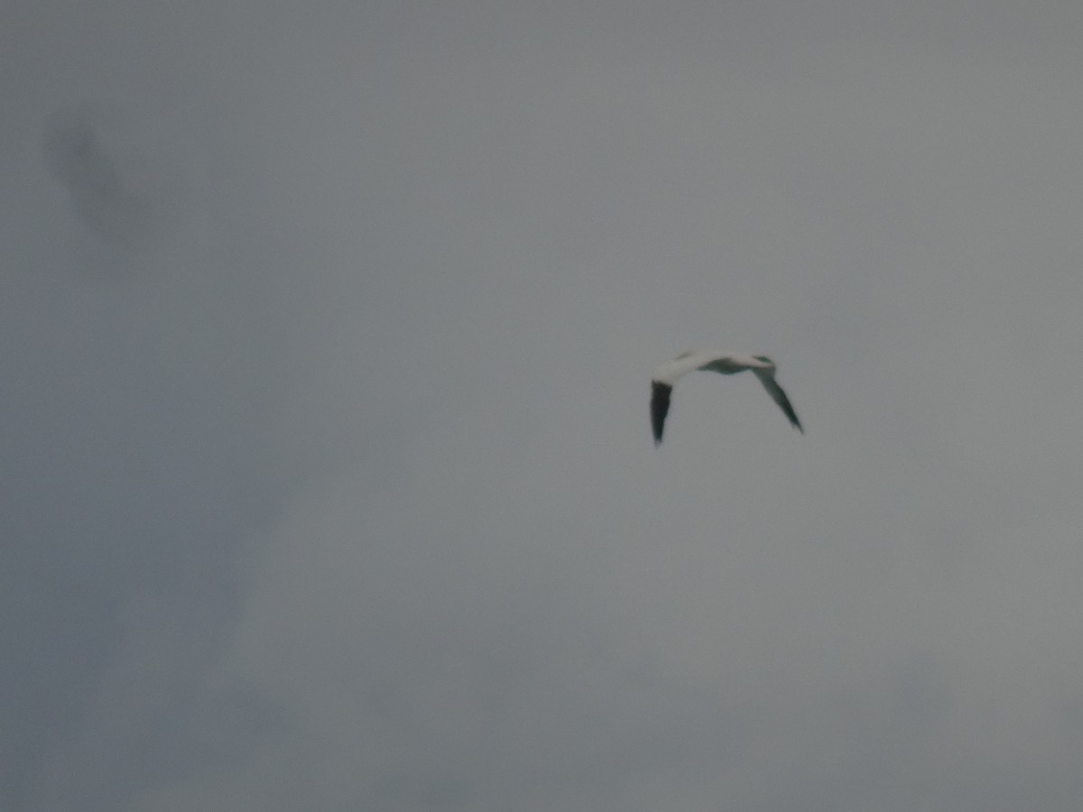 Northern Gannet - ML405207101