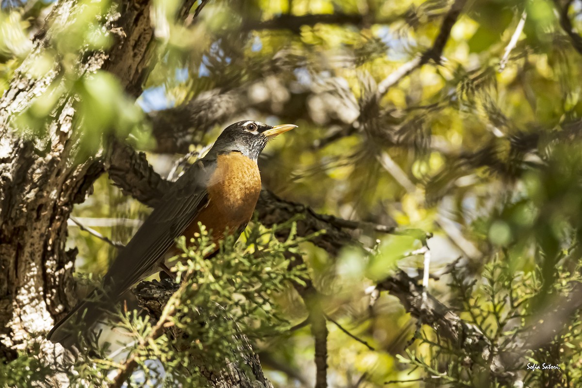 American Robin - ML405207391