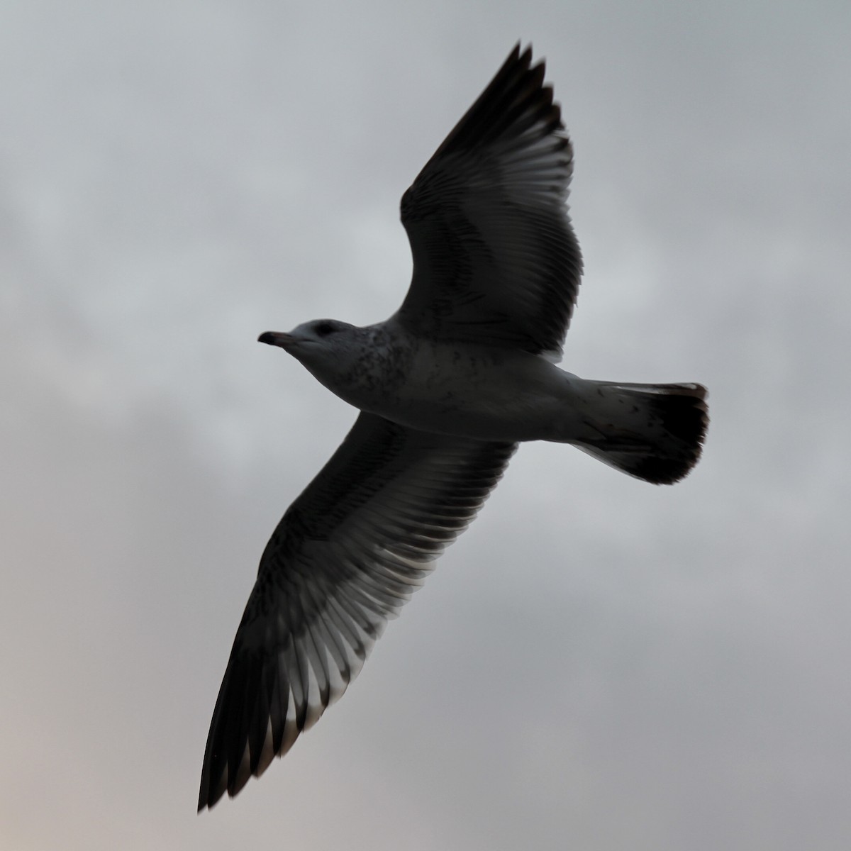 Herring Gull - ML405207461