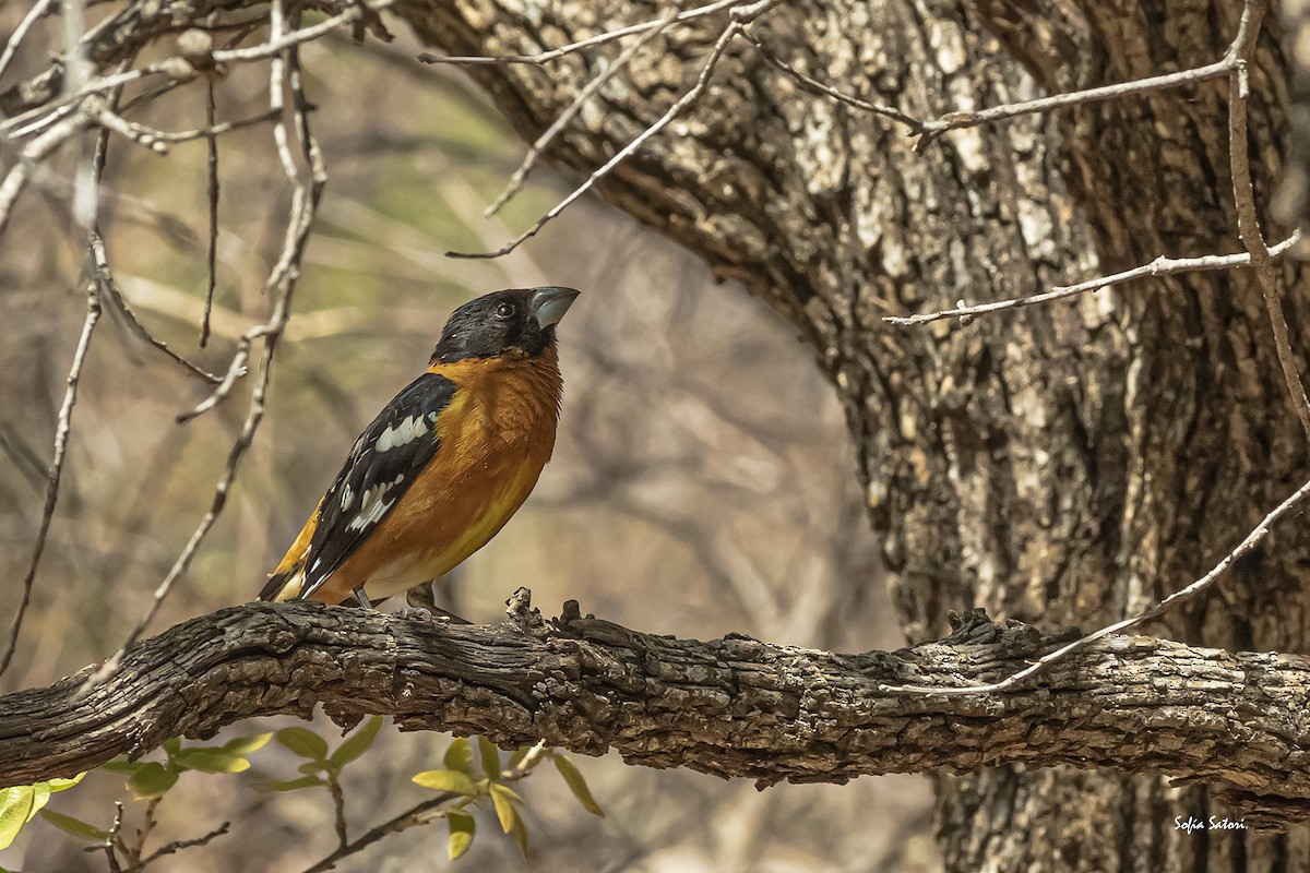 Black-headed Grosbeak - ML405207691
