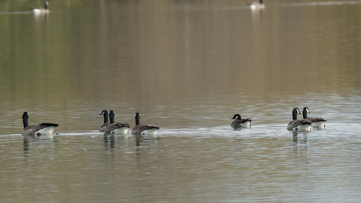 Cackling Goose - Jane Mygatt