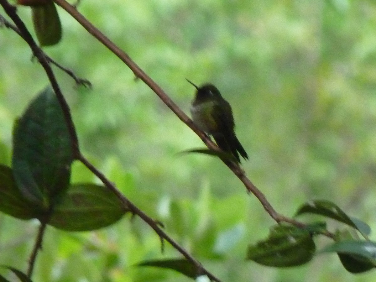 kolibřík méridský - ML405207761
