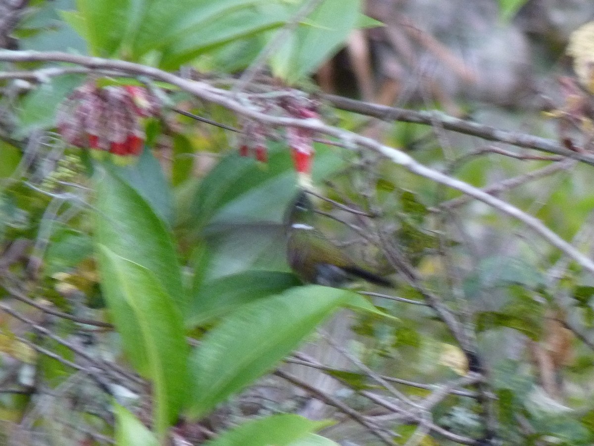 kolibřík méridský - ML405207841