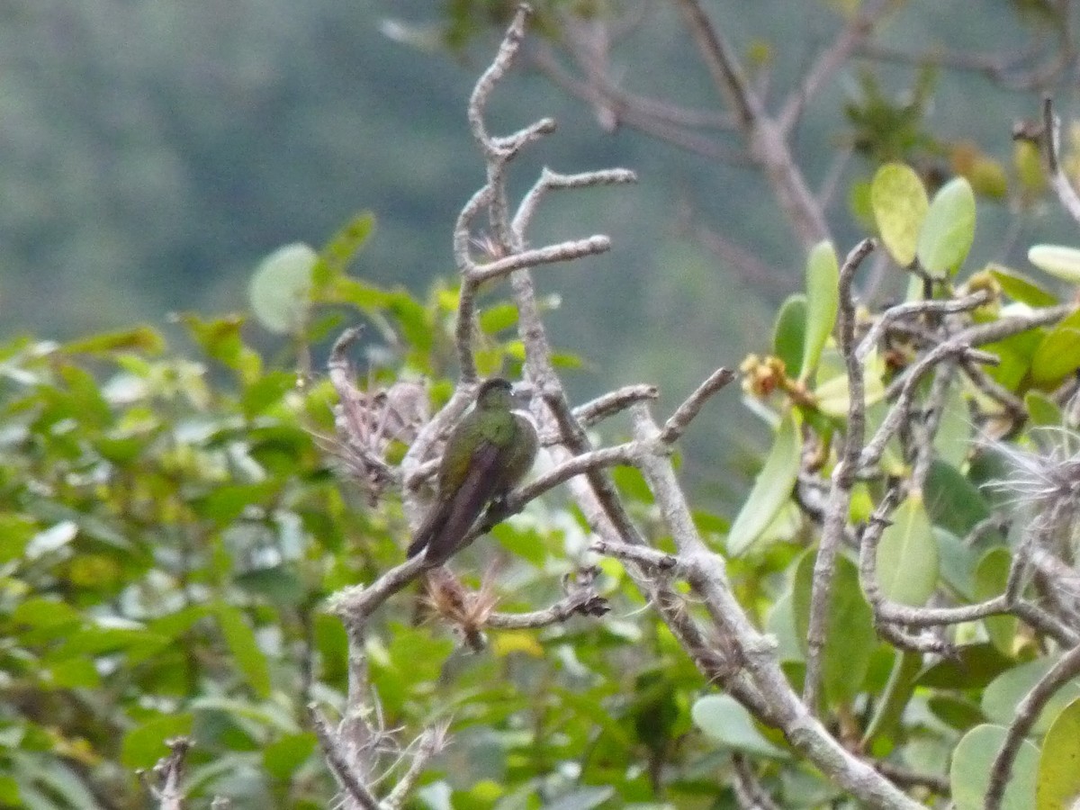 kolibřík méridský - ML405207941