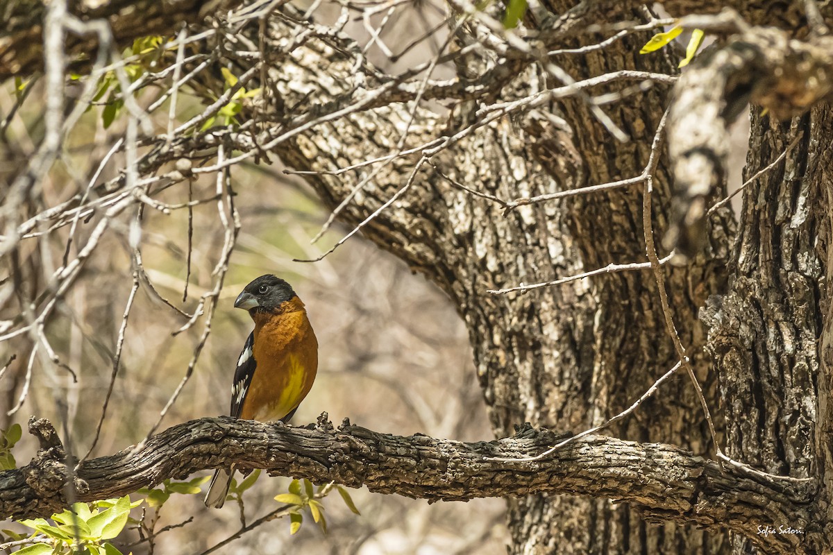 Black-headed Grosbeak - ML405208191