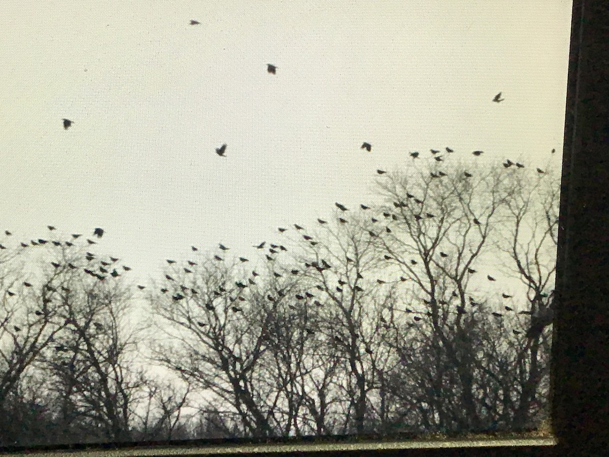 American Crow - ML405208981