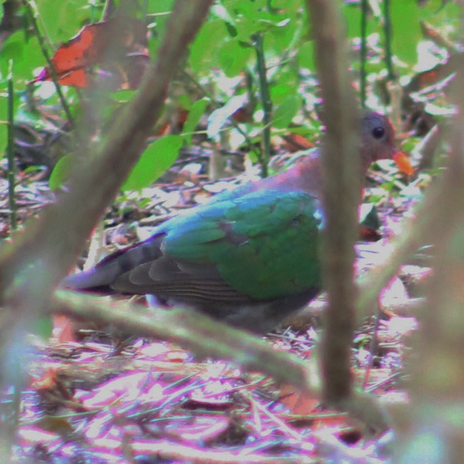 Pacific Emerald Dove - ML405211611