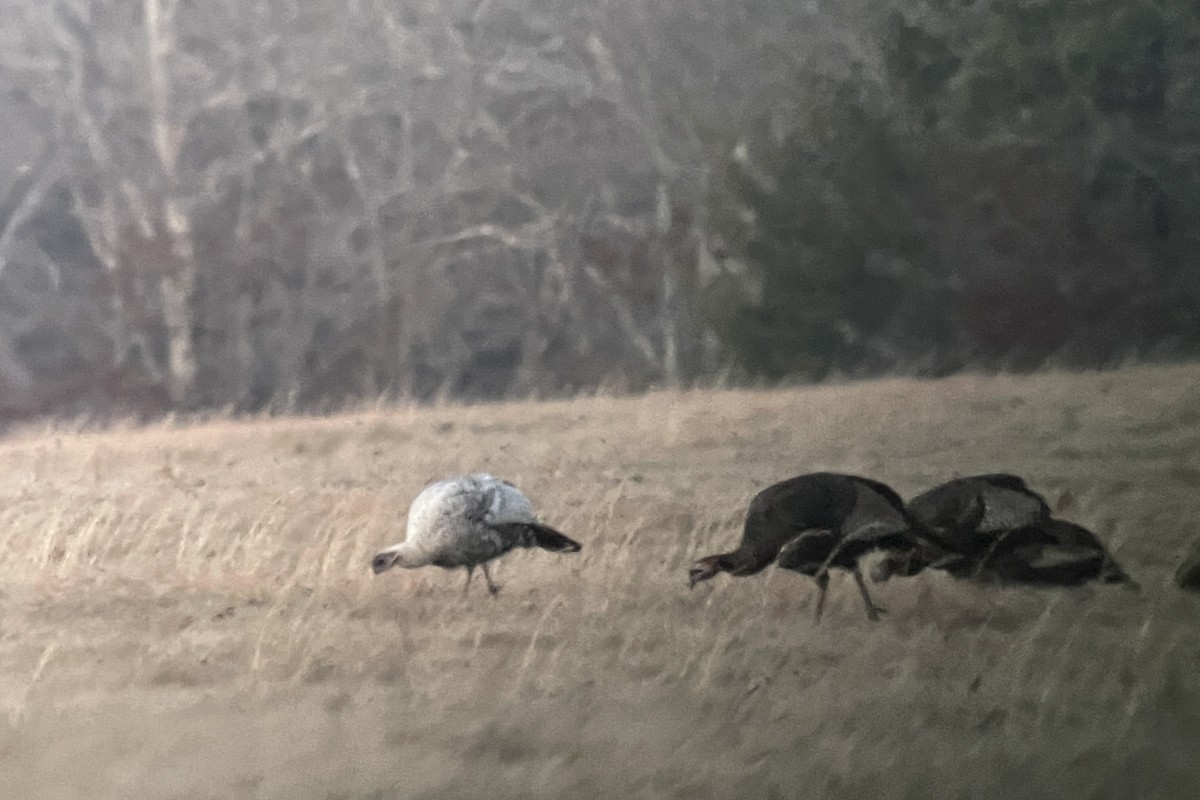 Wild Turkey - ML405213161