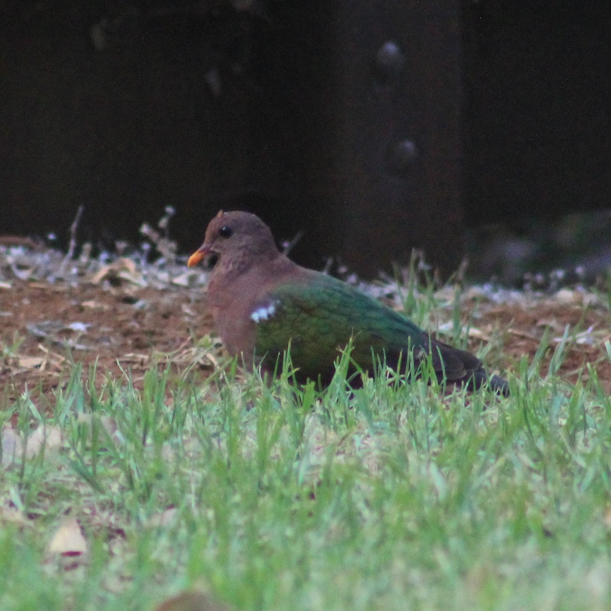 Pacific Emerald Dove - ML405213221