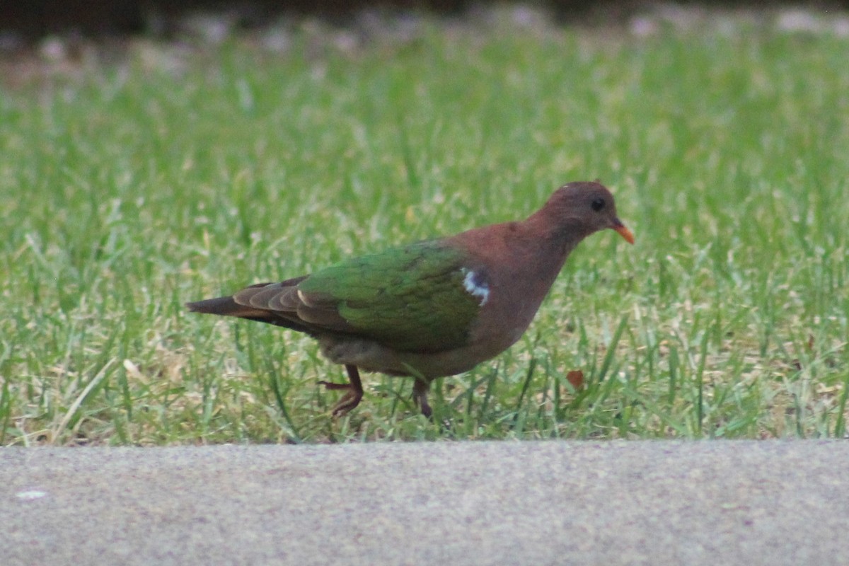 Pacific Emerald Dove - ML405213241