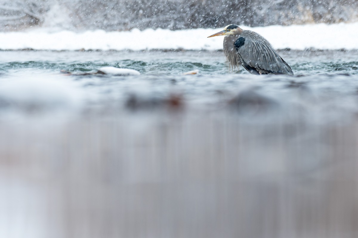 Great Blue Heron - Ian Hearn