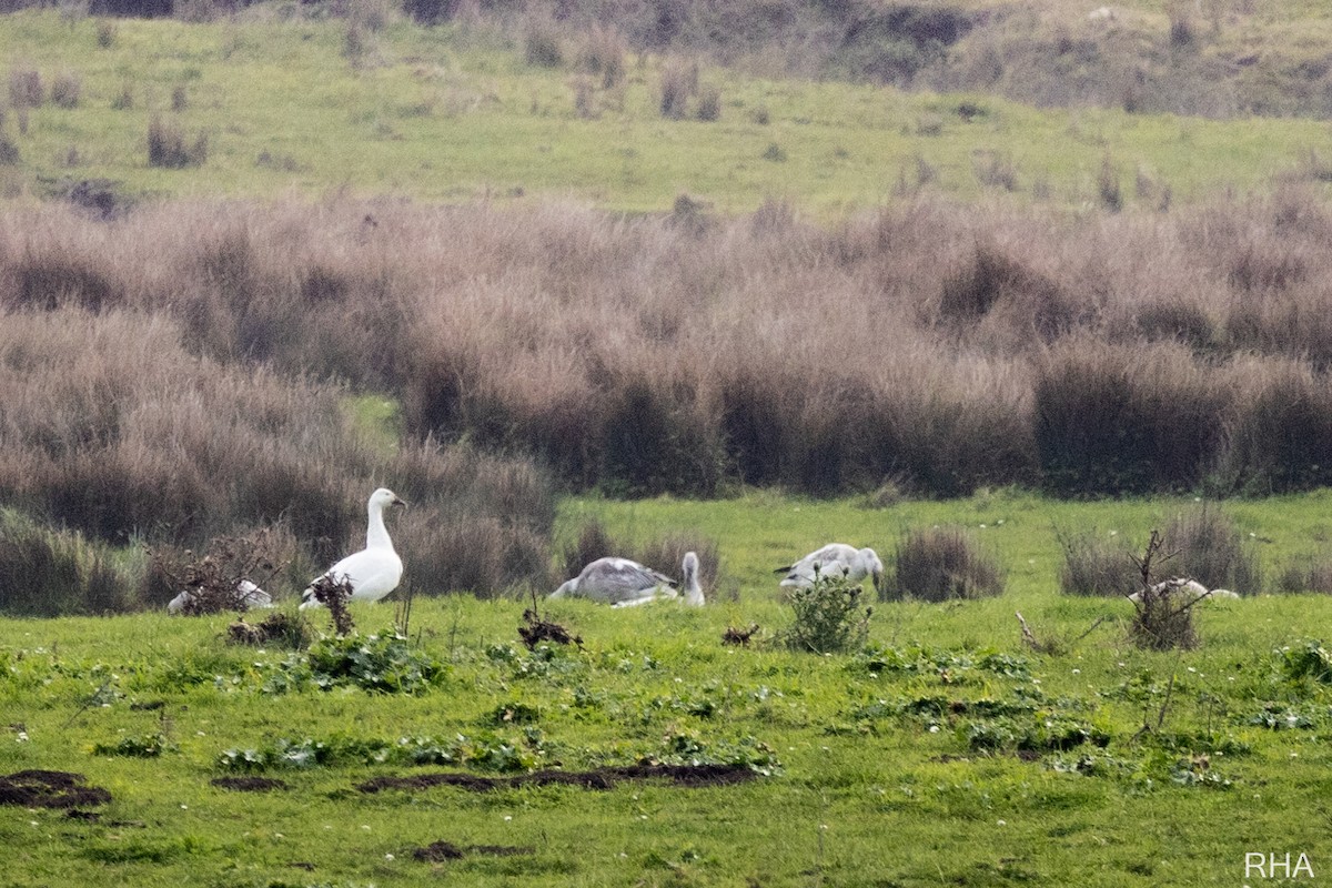 Snow Goose - ML405217471