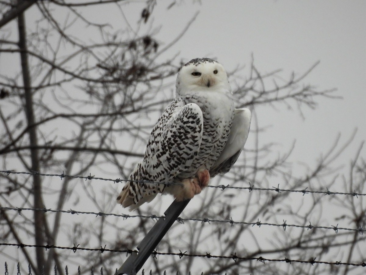 Snowy Owl - ML405218841