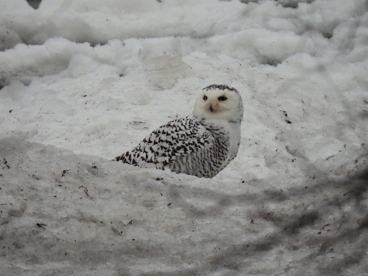 Snowy Owl - ML405218981