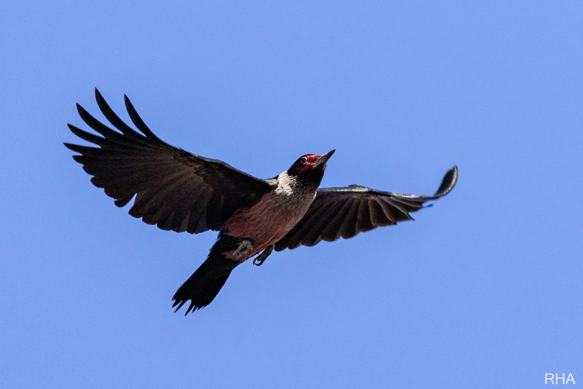 Lewis's Woodpecker - ML405219101