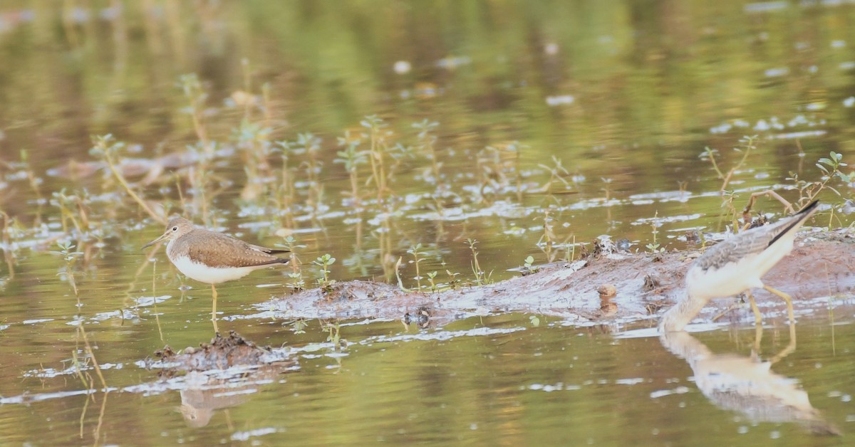 Green Sandpiper - ML405219331