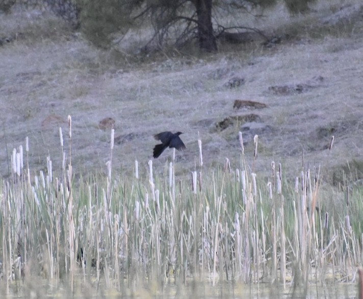 Great-tailed Grackle - ML405221421