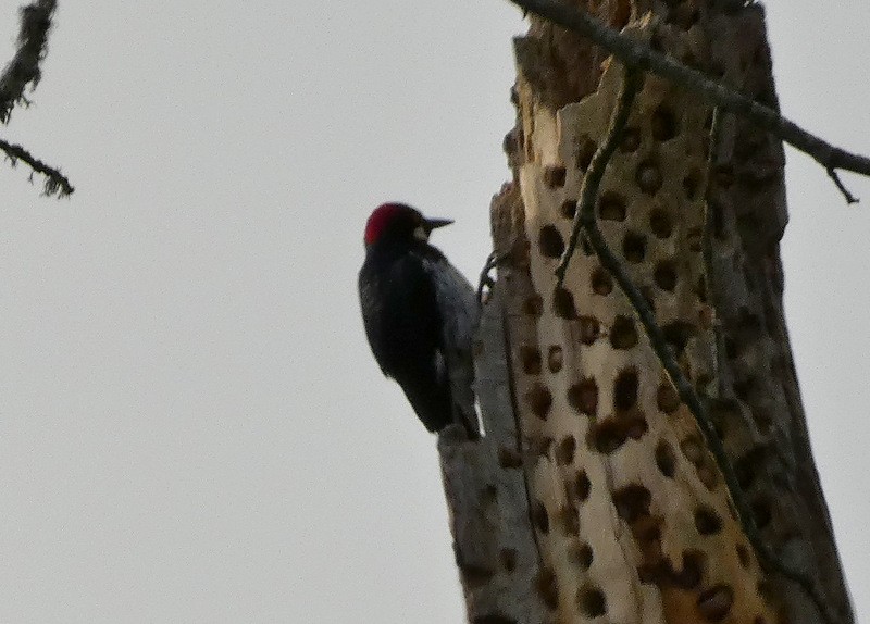 Acorn Woodpecker - ML405221621