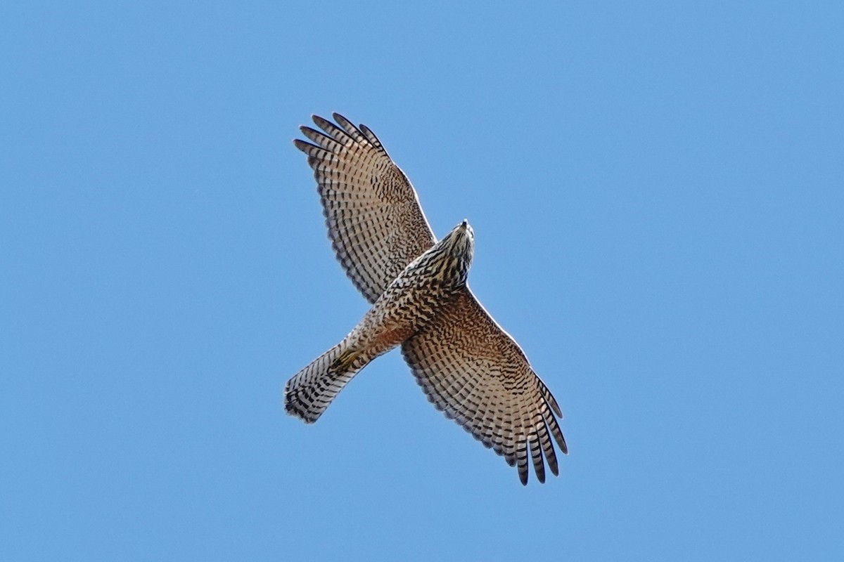 Brown Goshawk - Richard Arnold