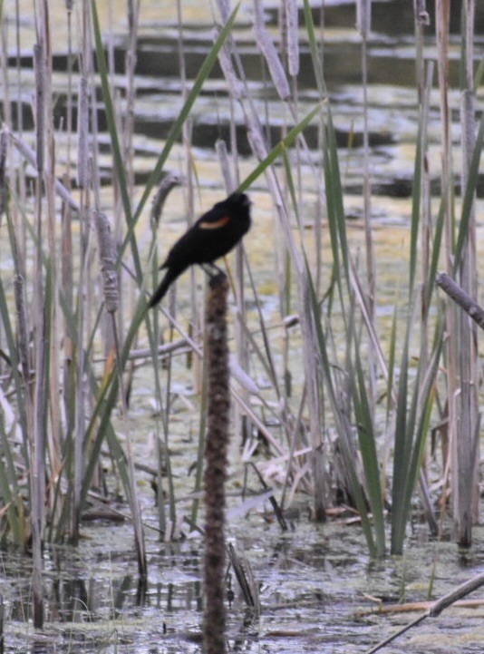 Red-winged Blackbird - ML405222421