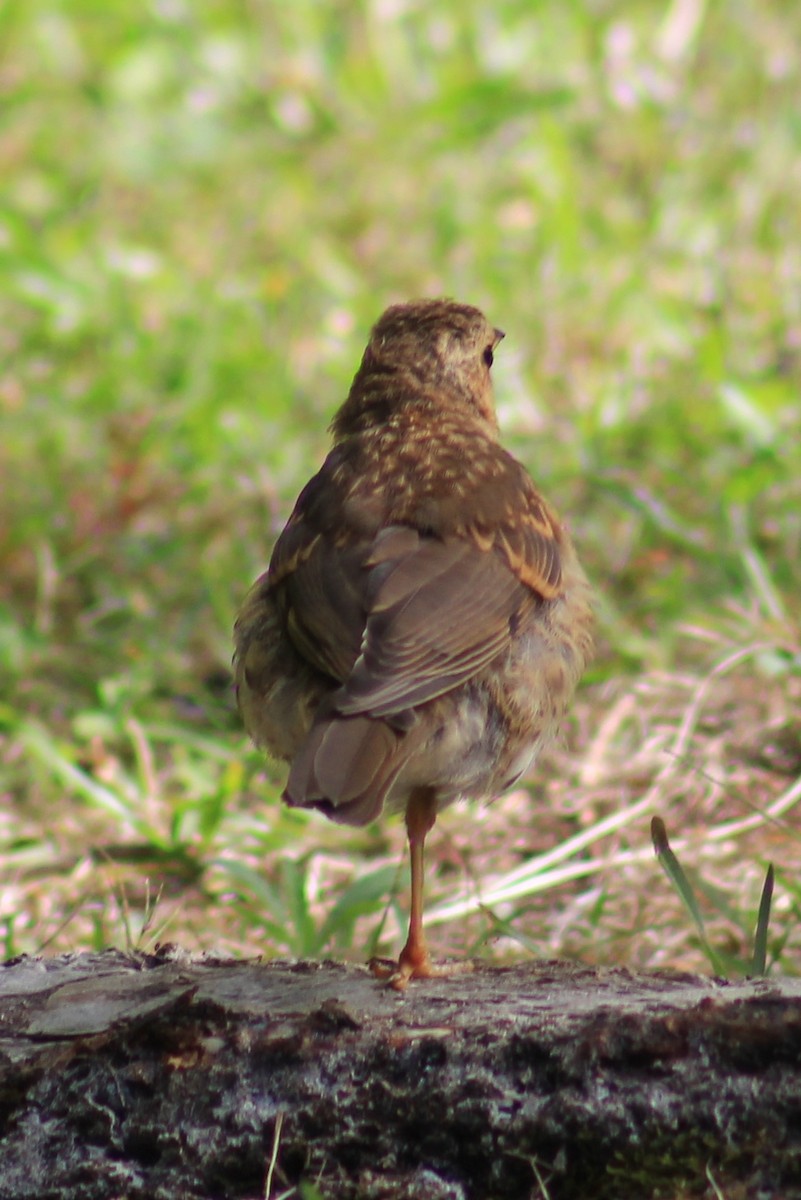 Song Thrush - ML405222491