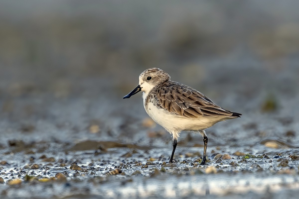 Spoon-billed Sandpiper - Su Li