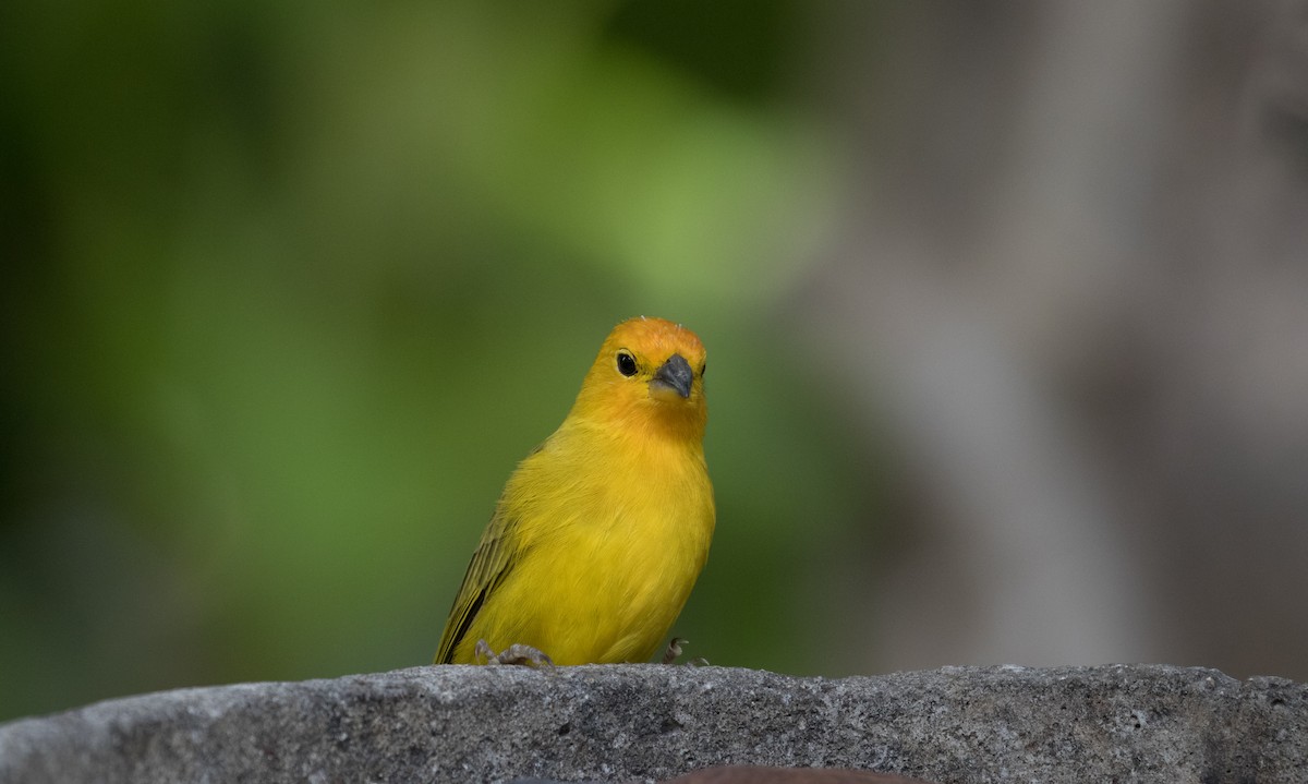 Saffron Finch - ML405223921