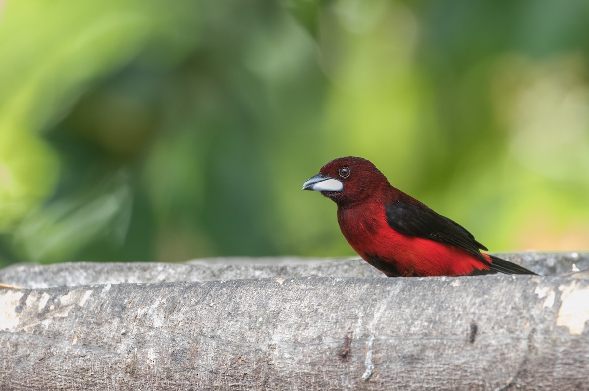 Crimson-backed Tanager - ML405223951