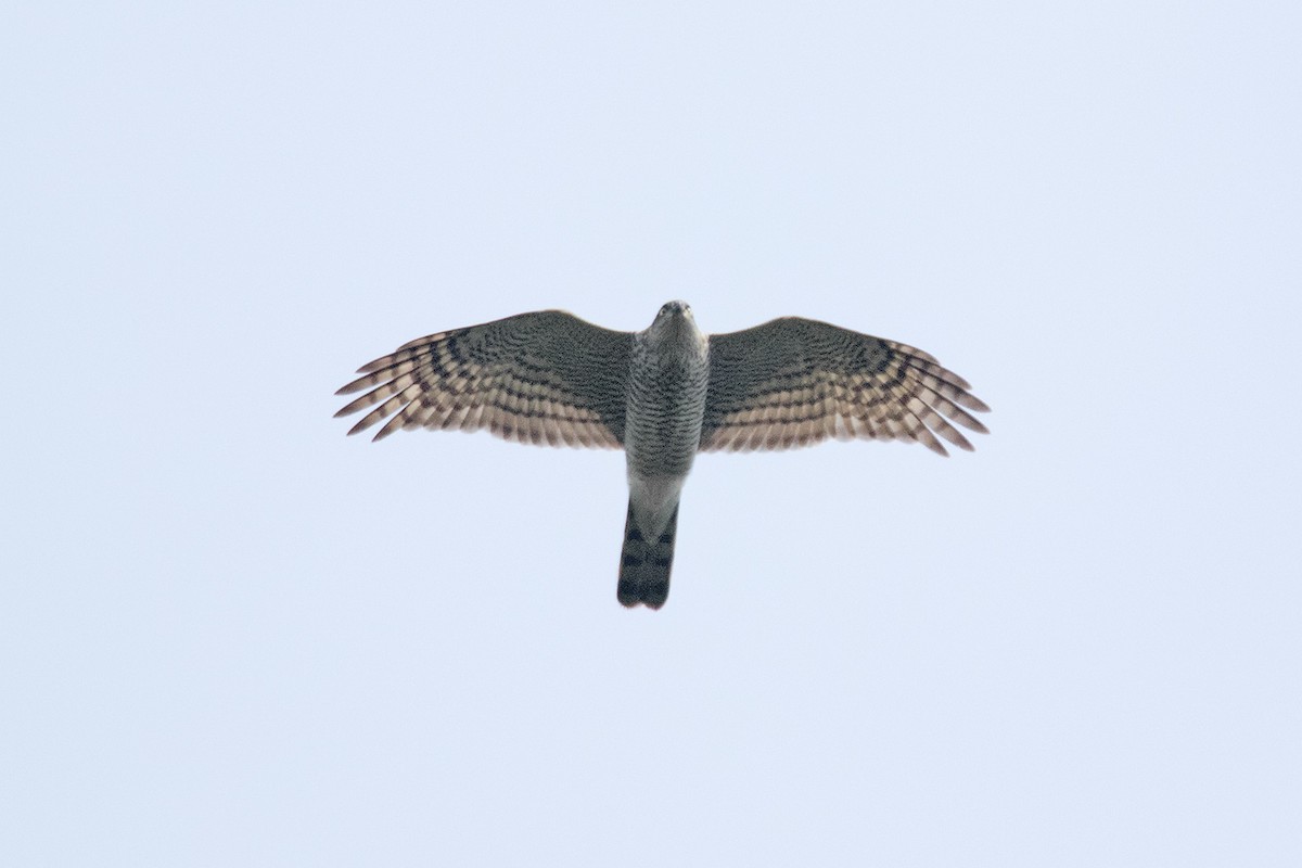 Eurasian Sparrowhawk - Ayuwat Jearwattanakanok