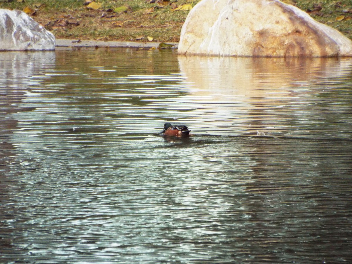 Cinnamon Teal x Northern Shoveler (hybrid) - ML405224121