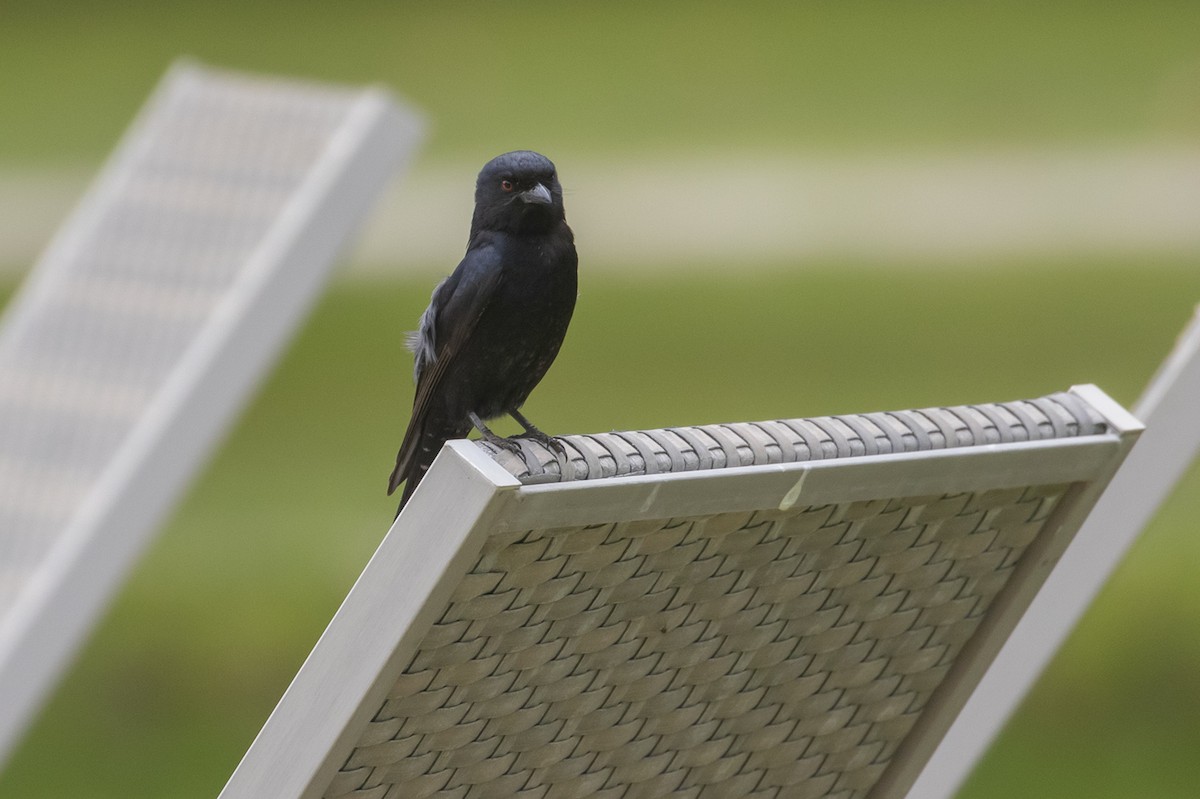 Çatal Kuyruklu Drongo (apivorus) - ML405225021